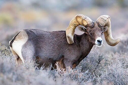 California Bighorn Sheep Dream Tag 2024